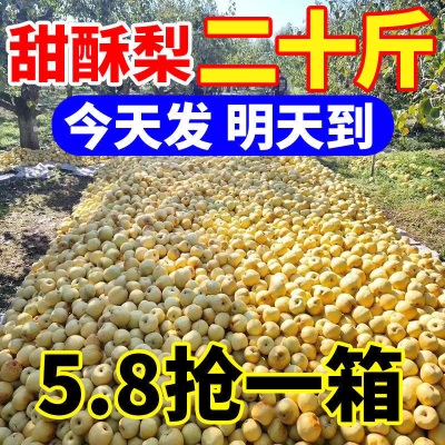 爆甜酥梨当季新鲜水果应季脆甜薄皮黄梨子批发整箱厂家直发跨境