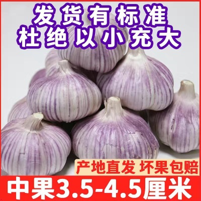 山东新鲜大蒜批发降价带头大蒜头金乡子大紫皮干蒜红皮