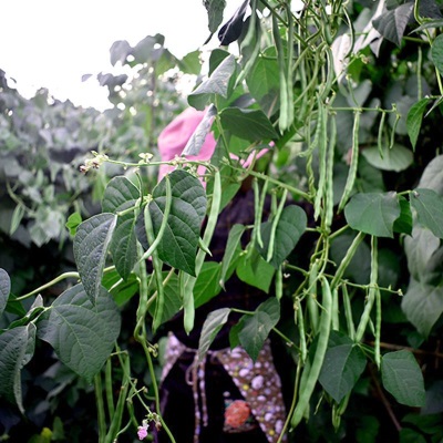 【现摘】云南露天四季豆新鲜时令便宜无筋豆芸豆新鲜蔬菜