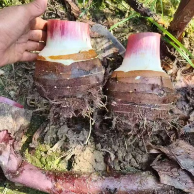 2025云南荔浦大芋头新鲜蔬粉香软糯荔浦新鲜芋头现挖大果产地直发