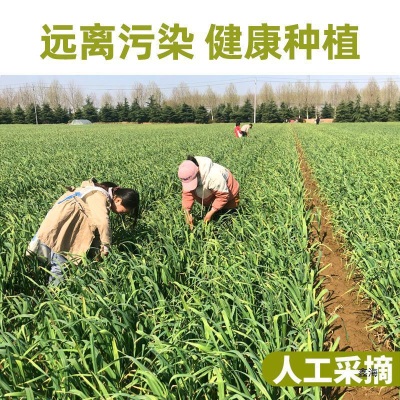 2025现摘新货新鲜蒜苔5-9斤蒜薹农家蒜毫自种蒜苗当季季蔬菜蒜心