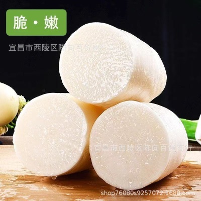 打霜新鲜萝卜白萝卜现挖现发泡菜用萝卜新鲜农家脆甜生吃当季火锅