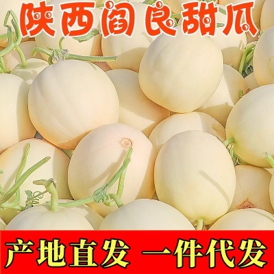陕西阎良甜瓜新鲜水果当季现摘脆甜蜜瓜白瓜羊角香瓜产地一件代发
