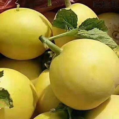 山东小蜜蜂甜瓜蜜罐甜瓜星甜20白糖罐脆甜奶香甜瓜头茬现摘5斤