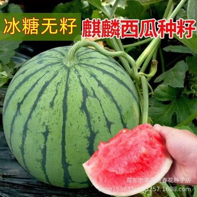 无籽西瓜种子种籽四季冰糖无籽西瓜种薄皮甜小西瓜水果种孑
