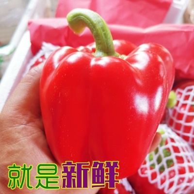 精品彩椒山东红黄彩椒甜椒五彩灯笼椒水果辣椒菜椒生吃
