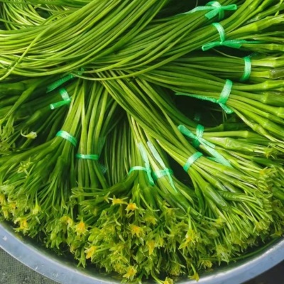 云南农家水性杨花菜海菜花新鲜蔬菜现摘大理特产洱海丽江野菜食材