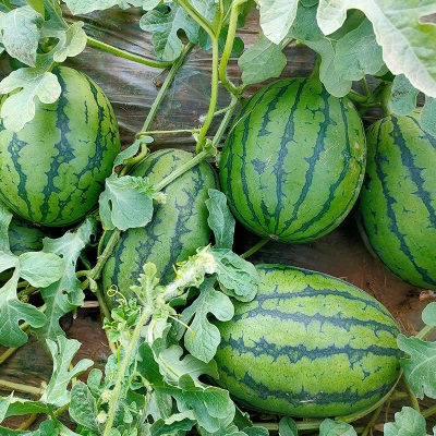 手撕小西瓜产地直发京东顺丰随机发冰淇淋麒麟甜西瓜现摘新鲜水果