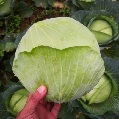 现摘四川莲花白新鲜包菜农家卷心菜绿甘蓝手撕白菜蔬菜5/10斤批发