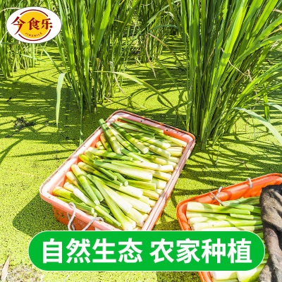 【现摘现发】云南新鲜高山茭白当季农家蔬菜茭瓜月子农家自种