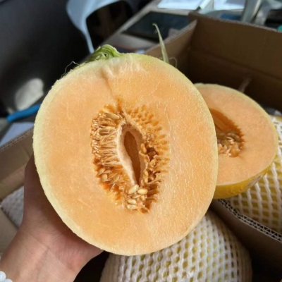 收到恐龙蛋蜜瓜黄金哈密瓜网纹当季新鲜水果金美人蜜瓜9斤装整箱