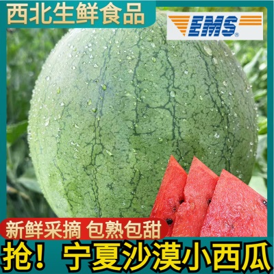 EMS空运宁夏沙漠玲珑小西瓜吊瓜3-5斤包邮新鲜正宗采摘产地直发
