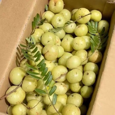 广西油甘果新鲜采摘野生余甘果酸水果当季新牛甘果油柑滇橄榄果