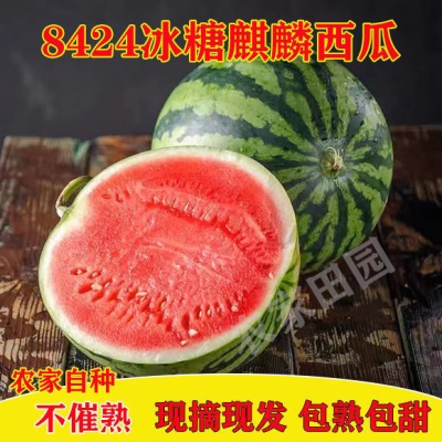 正宗超甜麒麟冰糖西瓜8424现摘薄皮无籽有籽美都批发新鲜西瓜水果