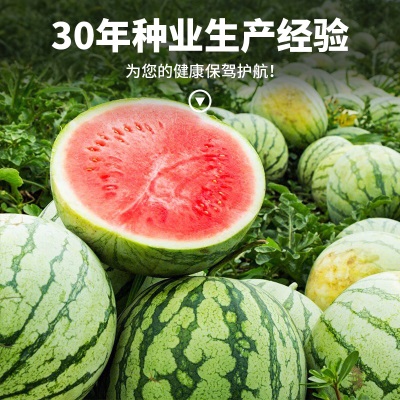 懒汉麒麟王8424西瓜种子籽超甜高产早熟薄皮西瓜王种子瓜果种子