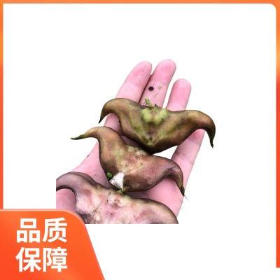 洪湖菱角新鲜去壳老菱角米青菱角真空冷冻蔬菜湖北产3斤包邮