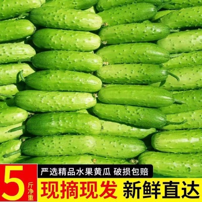 新鲜头茬东北旱黄瓜刺黄瓜小青瓜甜脆可口农村味道现摘现发
