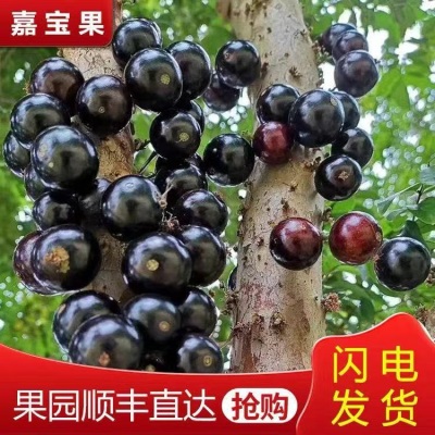 顺丰冷链沙巴嘉宝果树葡萄鲜果孕妇稀高档嘉宝果新鲜罕见水果直发