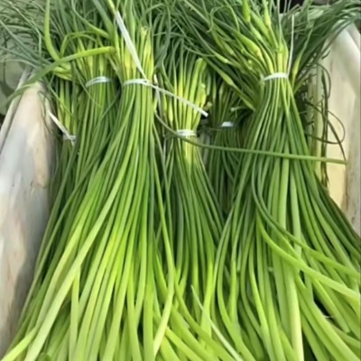 5斤包邮现摘现发蒜苔新鲜蒜薹鲜蒜苔山东嫩蒜苔新鲜蔬菜批发