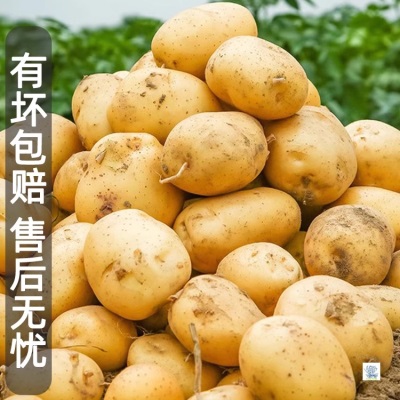 现挖恩施小土豆9斤现挖湖北新鲜黄心土豆当季蔬菜整箱迷你马铃薯