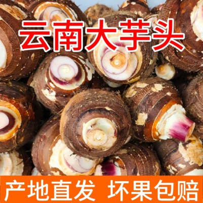 2025云南荔浦大芋头新鲜蔬粉香软糯荔浦新鲜芋头现挖大果产地直发