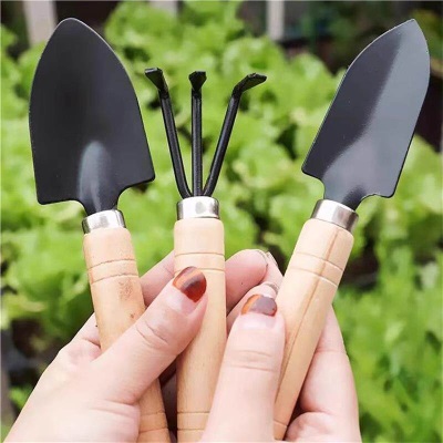 意大利生菜苗耐寒生菜苗带土奶油大速生菜紫叶四季青菜蔬菜苗水培