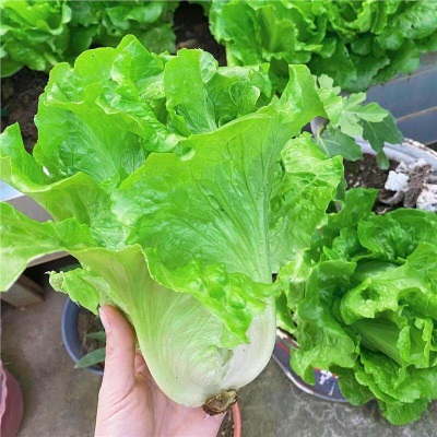 意大利生菜苗耐寒生菜苗带土奶油大速生菜紫叶四季青菜蔬菜苗水培