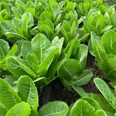 意大利生菜苗耐寒生菜苗带土奶油大速生菜紫叶四季青菜蔬菜苗水培