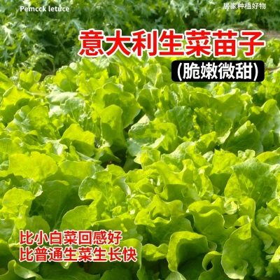 意大利生菜苗耐寒生菜苗带土奶油大速生菜紫叶四季青菜蔬菜苗水培