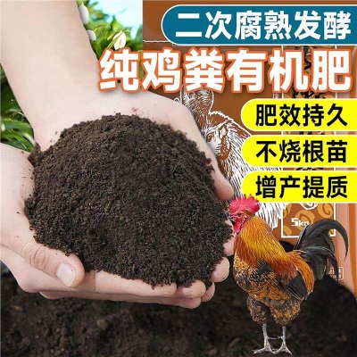 意大利生菜苗耐寒生菜苗带土奶油大速生菜紫叶四季青菜蔬菜苗水培