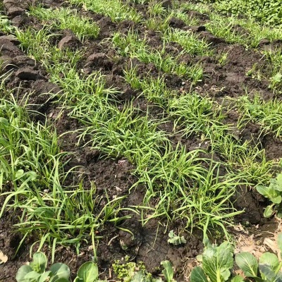 苏北头茬本地新鲜紫红根小韭菜老品种小细叶香韭菜时令蔬菜现割