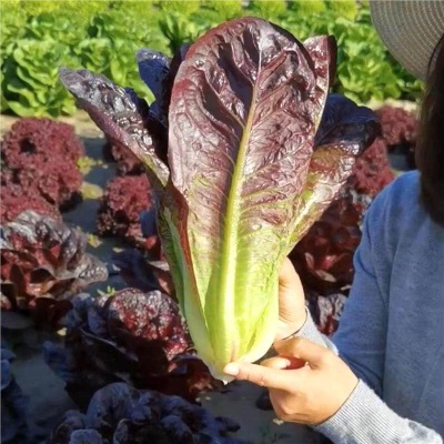 意大利生菜苗耐寒生菜苗带土奶油大速生菜紫叶四季青菜蔬菜苗水培