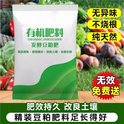 意大利生菜苗耐寒生菜苗带土奶油大速生菜紫叶四季青菜蔬菜苗水培