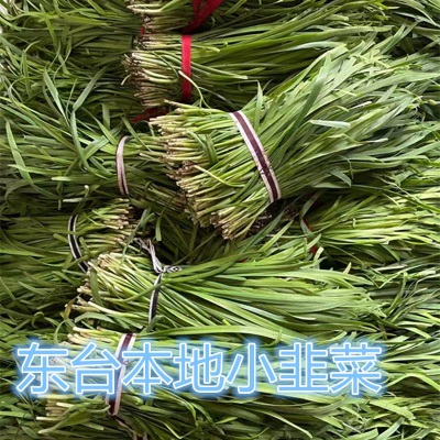 苏北头茬本地新鲜紫红根小韭菜老品种小细叶香韭菜时令蔬菜现割