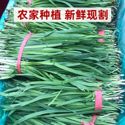 苏北头茬本地新鲜紫红根小韭菜老品种小细叶香韭菜时令蔬菜现割