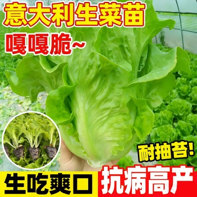 意大利生菜苗耐寒生菜苗带土奶油大速生菜紫叶四季青菜蔬菜苗水培