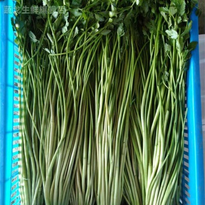 顺丰水芹菜新鲜江苏特产农家自种蔬菜小叶芹菜当季食用时令河芹菜