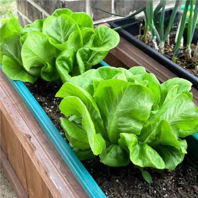 意大利生菜苗耐寒生菜苗带土奶油大速生菜紫叶四季青菜蔬菜苗水培