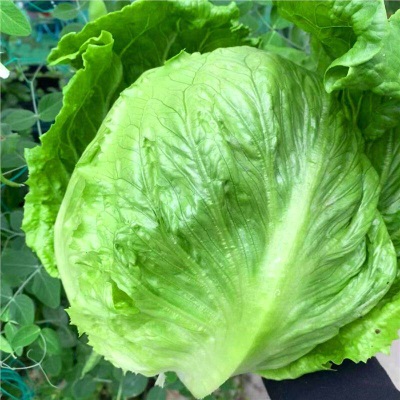 意大利生菜苗耐寒生菜苗带土奶油大速生菜紫叶四季青菜蔬菜苗水培