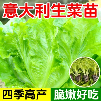 意大利生菜苗耐寒生菜苗带土奶油大速生菜紫叶四季青菜蔬菜苗水培