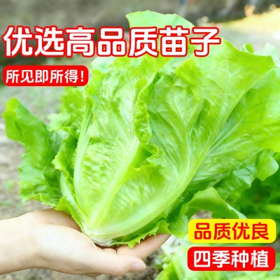 意大利生菜苗耐寒生菜苗带土奶油大速生菜紫叶四季青菜蔬菜苗水培