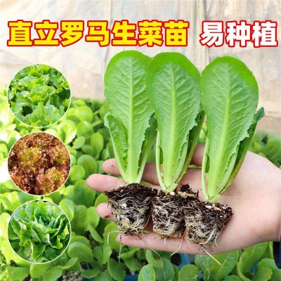 意大利生菜苗耐寒生菜苗带土奶油大速生菜紫叶四季青菜蔬菜苗水培