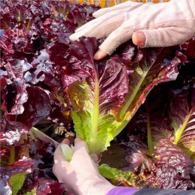 意大利生菜苗耐寒生菜苗带土奶油大速生菜紫叶四季青菜蔬菜苗水培
