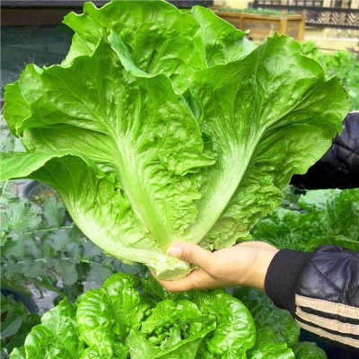 意大利生菜苗耐寒生菜苗带土奶油大速生菜紫叶四季青菜蔬菜苗水培