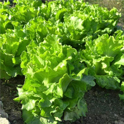 意大利生菜苗耐寒生菜苗带土奶油大速生菜紫叶四季青菜蔬菜苗水培