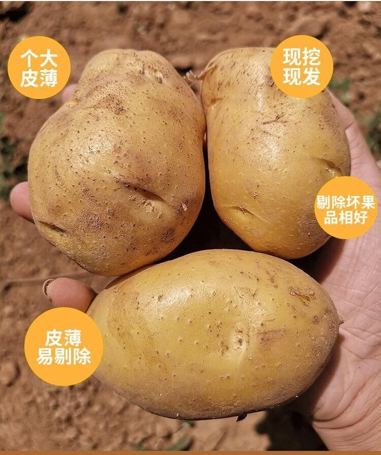 4251015e6f78f5cf.jpg