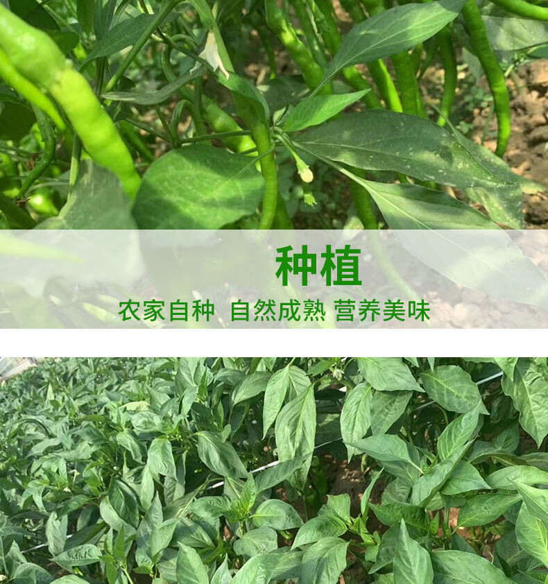 e15ec517c4239b13.jpg