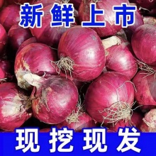超值云南紫皮洋葱生吃专用脆甜紫皮新鲜蔬菜圆葱头
